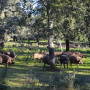 Epaule Cebo de Campo 50% race ibérique