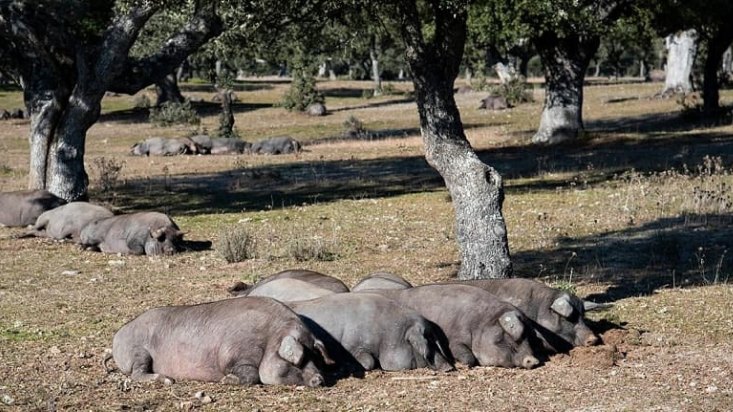 cerdos ibericos de bellota tumbados dehesa