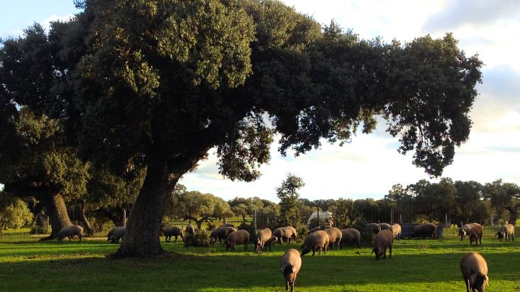 el cerdo ibérico características