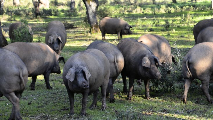 el cerdo ibérico en la dehesa
