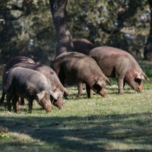 importancia alimentacion cerdo iberico