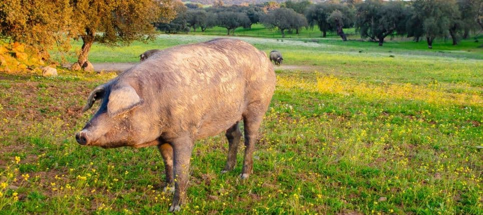Qué significa que un cerdo es ibérico