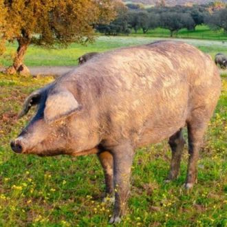 Qué significa que un cerdo es ibérico